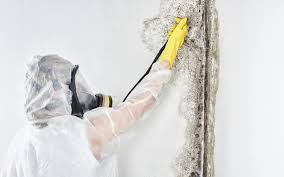 Best Post-Construction Mold Inspection  in Coldstream, OH